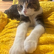 Jasper joined the competition — help win amazing prizes! cat, tabby, white_paws, paws, yellow_blanket, blanket, pet, feline, close_up, whiskers, stretched_out, cozy, indoor, fur, portrait, relaxed, living_room, wood_floor, table, soft_texture