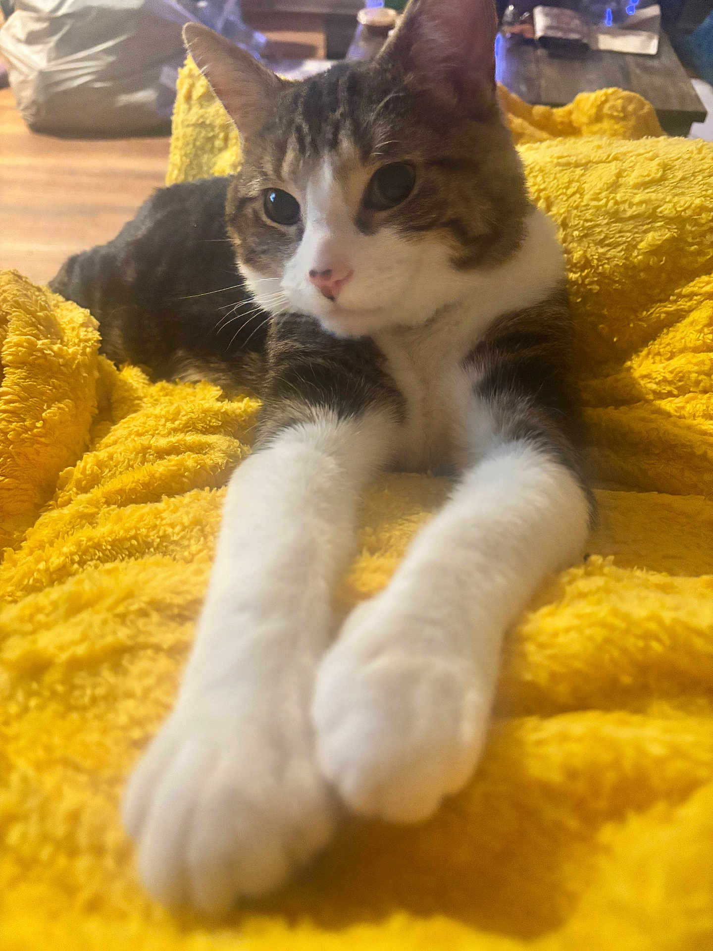 Jasper joined the competition — help win amazing prizes! cat, tabby, white_paws, paws, yellow_blanket, blanket, pet, feline, close_up, whiskers, stretched_out, cozy, indoor, fur, portrait, relaxed, living_room, wood_floor, table, soft_texture