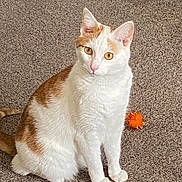Shiloh Grace is registered to the contest to win money with this photo: cat, orange_and_white, pet, indoor, carpet, toy_ball, fuzzy_toy, sitting, alert, whiskers, ears, tail, animal, cute, domestic_cat, feline, playful, fur, eyes, pink_nose