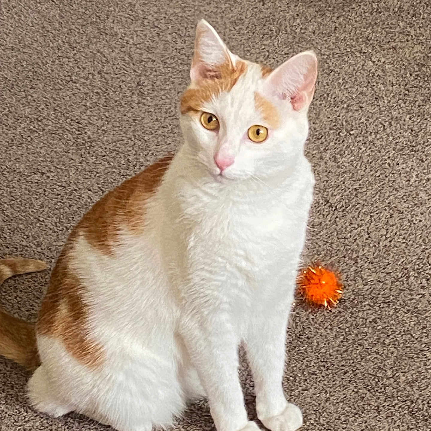 Shiloh Grace is registered to the contest to win money with this photo: alert, animal, carpet, cat, cute, domestic_cat, ears, eyes, feline, fur, fuzzy_toy, indoor, orange_and_white, pet, pink_nose, playful, sitting, tail, toy_ball, whiskers