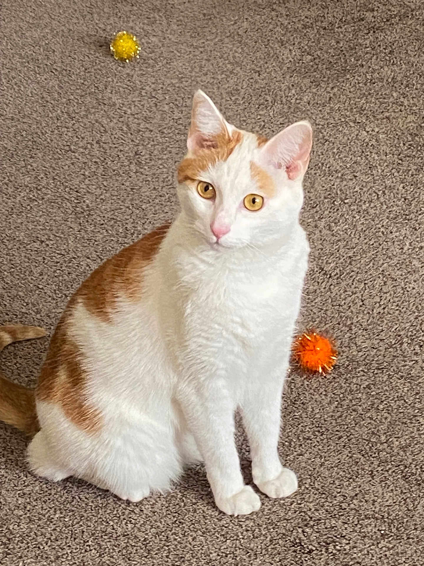 Shiloh Grace is registered to the contest to win money with this photo: cat, orange_and_white, pet, indoor, carpet, toy_ball, fuzzy_toy, sitting, alert, whiskers, ears, tail, animal, cute, domestic_cat, feline, playful, fur, eyes, pink_nose