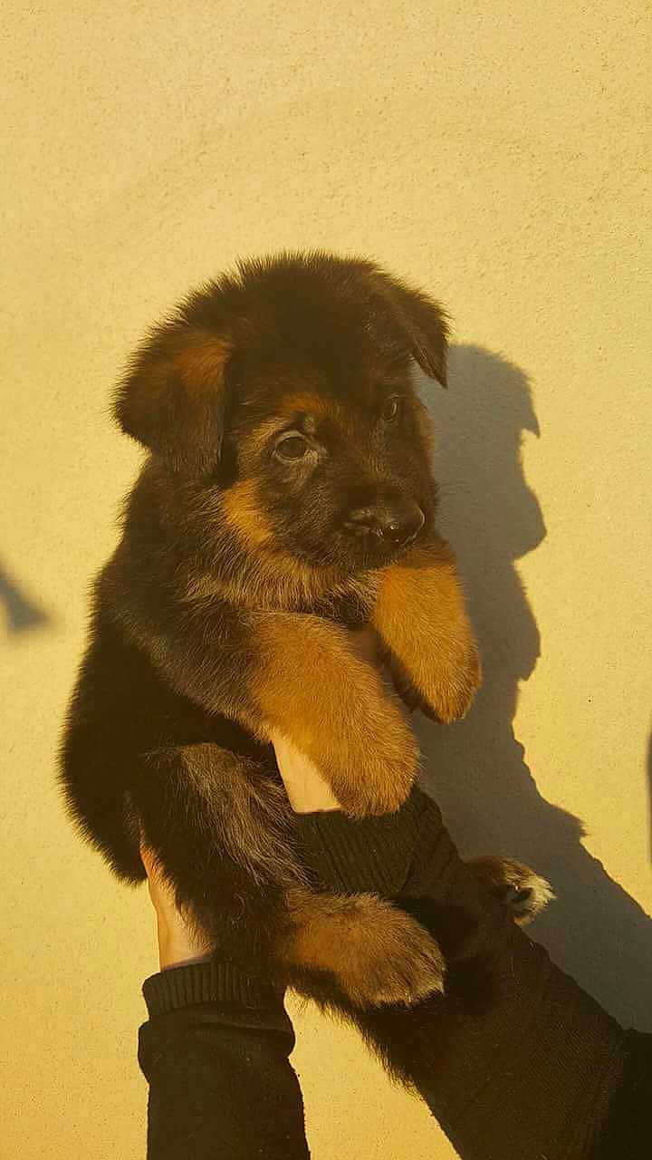 Mowgli