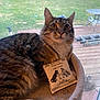 animal, cat, cat_bed, catnip, cozy, deck, domestic, eyes, fur, indoor, outdoor, paws, pet, relaxed, tabby, toy, turtle, whiskers, window, wood