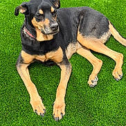 Delilah is registered to the contest to win money with this photo: dog, black_and_tan, lying_down, grass, outdoor, pet, canine, collar, sunlight, relaxed, animal, mammal, nature, paw, fur, laying, daytime, healthy, cute, companion
