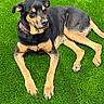 dog, black_and_tan, lying_down, grass, outdoor, pet, canine, collar, sunlight, relaxed, animal, mammal, nature, paw, fur, laying, daytime, healthy, cute, companion