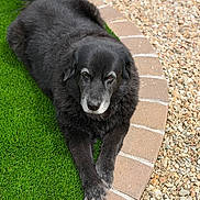 Lucy joined the competition — help win amazing prizes! dog, black_dog, pet, animal, grass, artificial_grass, brick, curved_edge, pebbles, outdoor, laying_down, fur, gray_fur, canine, resting, garden, nature, daylight, closeup, quiet