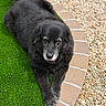 dog, black_dog, pet, animal, grass, artificial_grass, brick, curved_edge, pebbles, outdoor, laying_down, fur, gray_fur, canine, resting, garden, nature, daylight, closeup, quiet