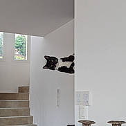 Marty participe au concours pour gagner de l'argent avec cette photo : animal, black_and_white, bright, cat, curious, home, indoor, interior, light, minimalistic, mischievous, modern, peeking, pet, playful, stairs, tilted_head, wall, white_wall, window