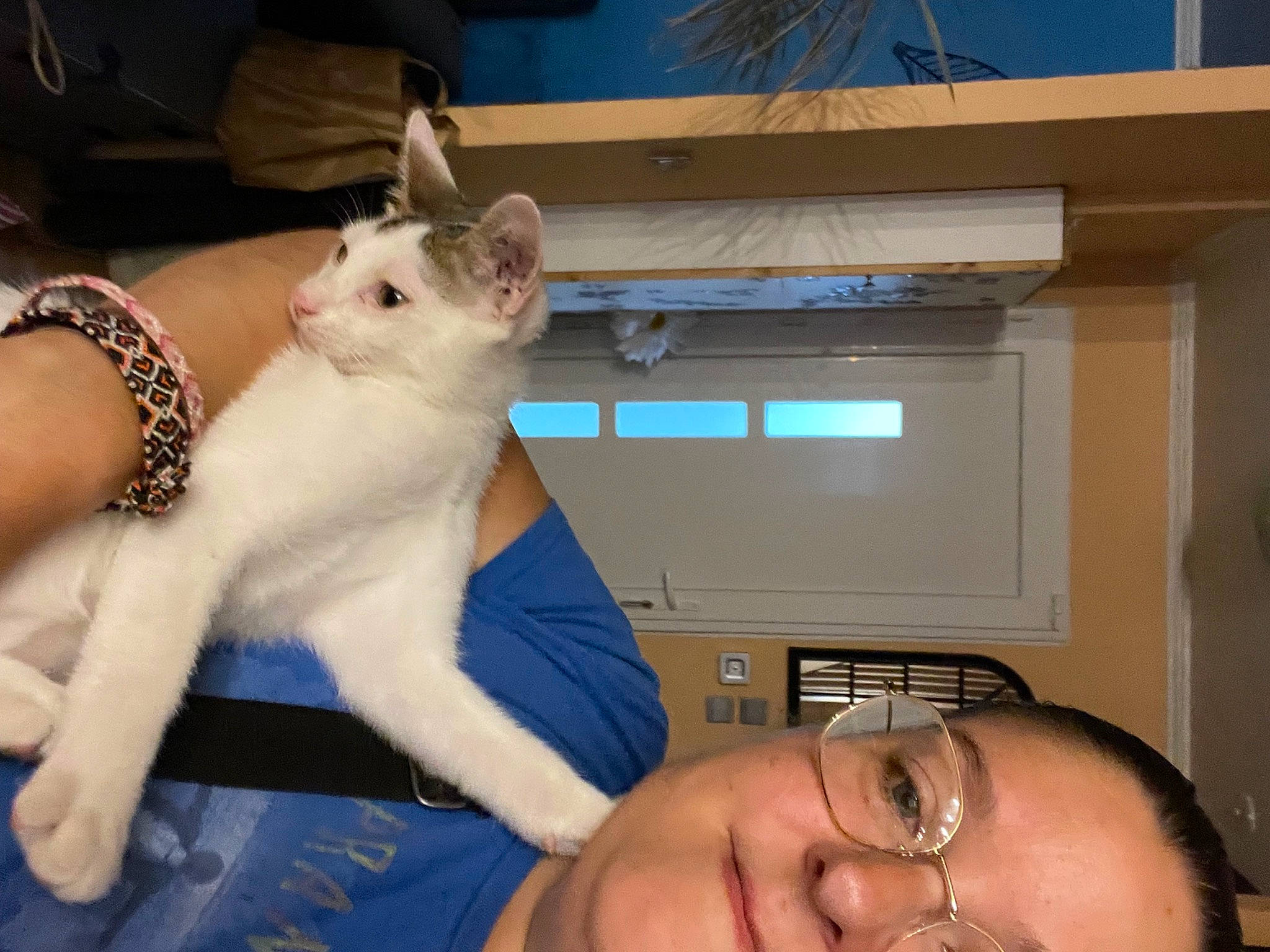 Ulysse a rejoint le concours — aidez-le/la à gagner de superbes lots ! carnivore, cat, chest, comfort, companion_dog, ear, eyelash, fawn, felidae, gesture, human_body, lap, nail, paw, small_to_medium_sized_cats, snout, tail, trunk, whiskers, wrist