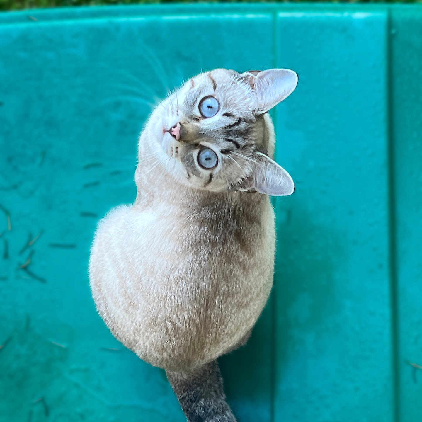 Nova