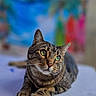 cat, tabby, feline, pet, animal, green_eyes, whiskers, relaxed, lying_down, indoor, colorful_background, blurred_background, portrait, close_up, fur, cute, calm, soft_light, focus, detail