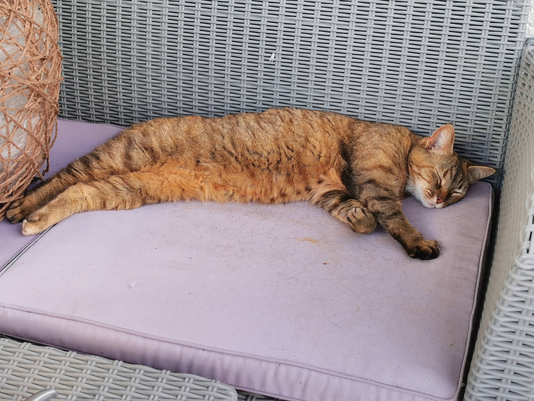 Roussette participe au concours pour gagner de l'argent avec cette photo : carnivore, cat, claw, comfort, domestic_short_haired_cat, fawn, felidae, flooring, fur, hardwood, nap, paw, pet_supply, rectangle, room, small_to_medium_sized_cats, tail, terrestrial_animal, whiskers, wood