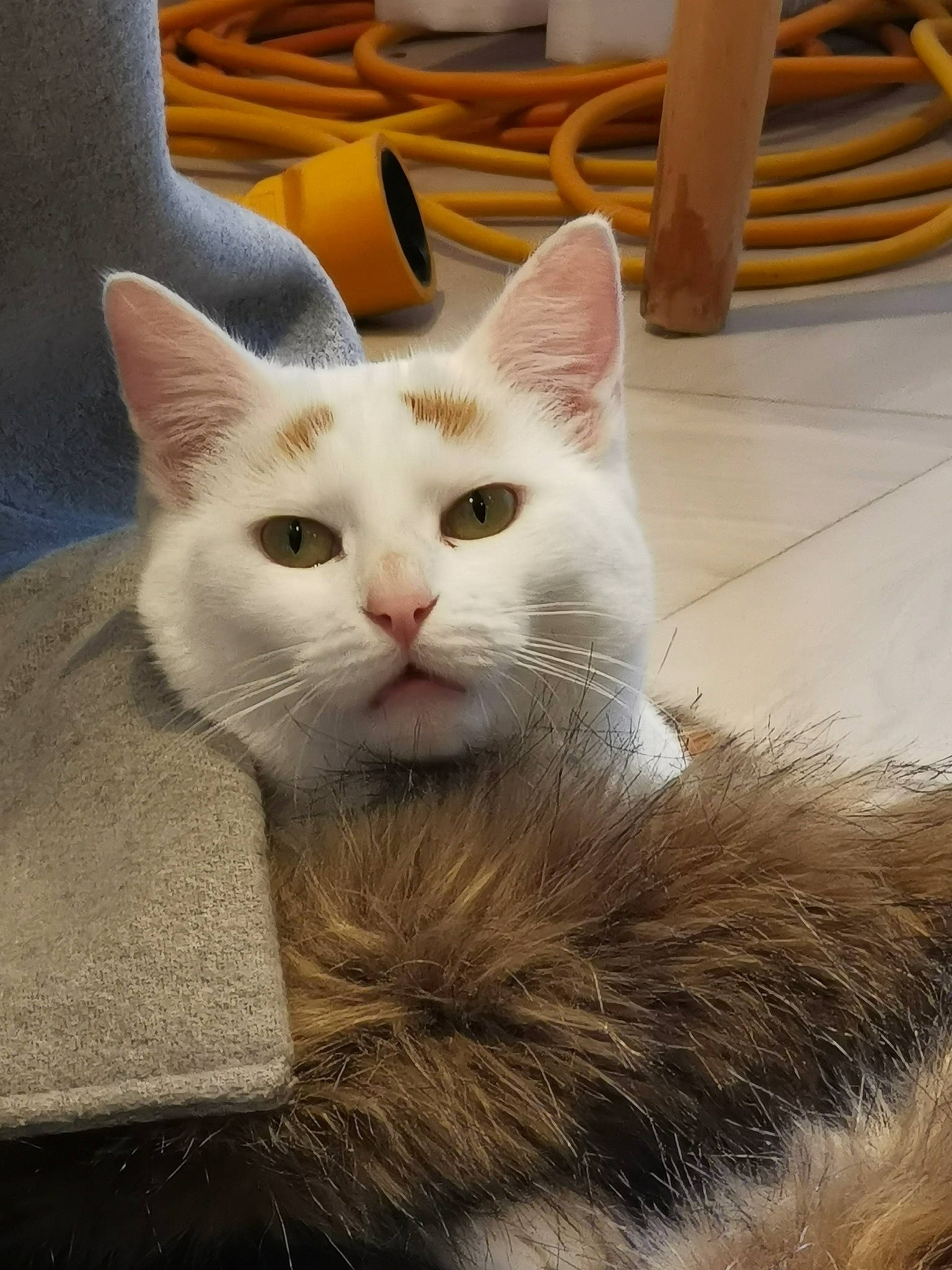 Oia participe au concours pour gagner de l'argent avec cette photo : box, carnivore, cat, chair, comfort, domestic_short_haired_cat, fang, fawn, felidae, fur, hardwood, iris, paw, small_to_medium_sized_cats, snout, tail, terrestrial_animal, whiskers, window, wood