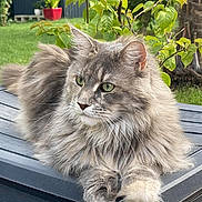 Tahaa participe au concours pour gagner de l'argent avec cette photo : cat, fluffy_cat, gray_cat, long_hair, outdoor, greenery, plant, flowerpot, table, relaxed, pet, feline, whiskers, ears, paws, nature, garden, daylight, animal, portrait