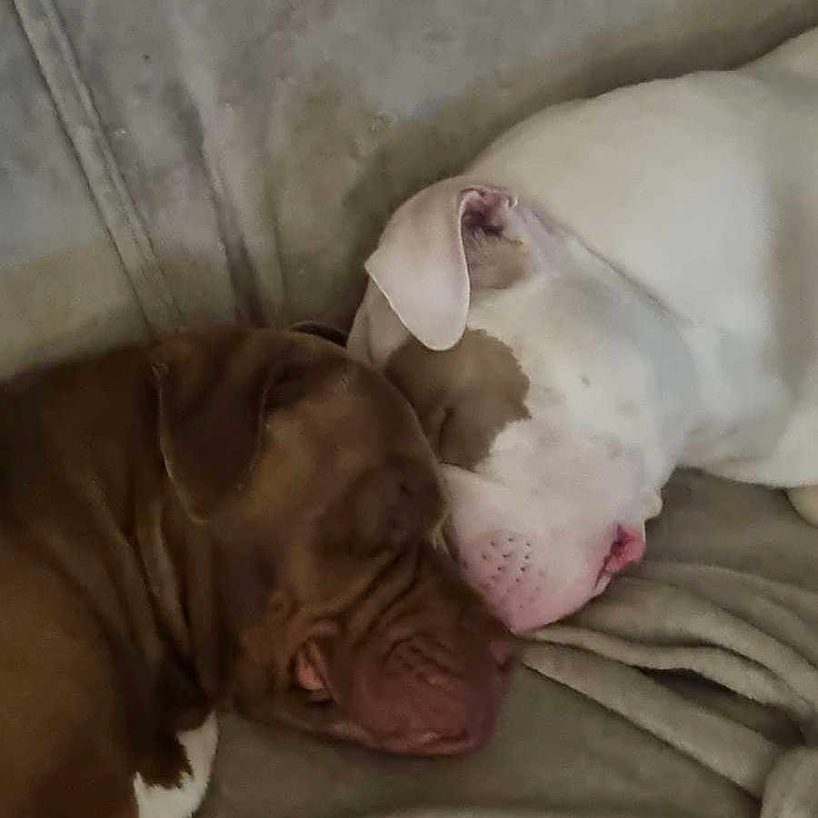 éden Et Prada participe au concours pour gagner de l'argent avec cette photo : animal, blanket, boxer, bulldog, canine, couch, dog, face, frenchbulldog, furniture, head, hound, person, pet, photography, pitbull, pointer, puppy, sleeping, snout