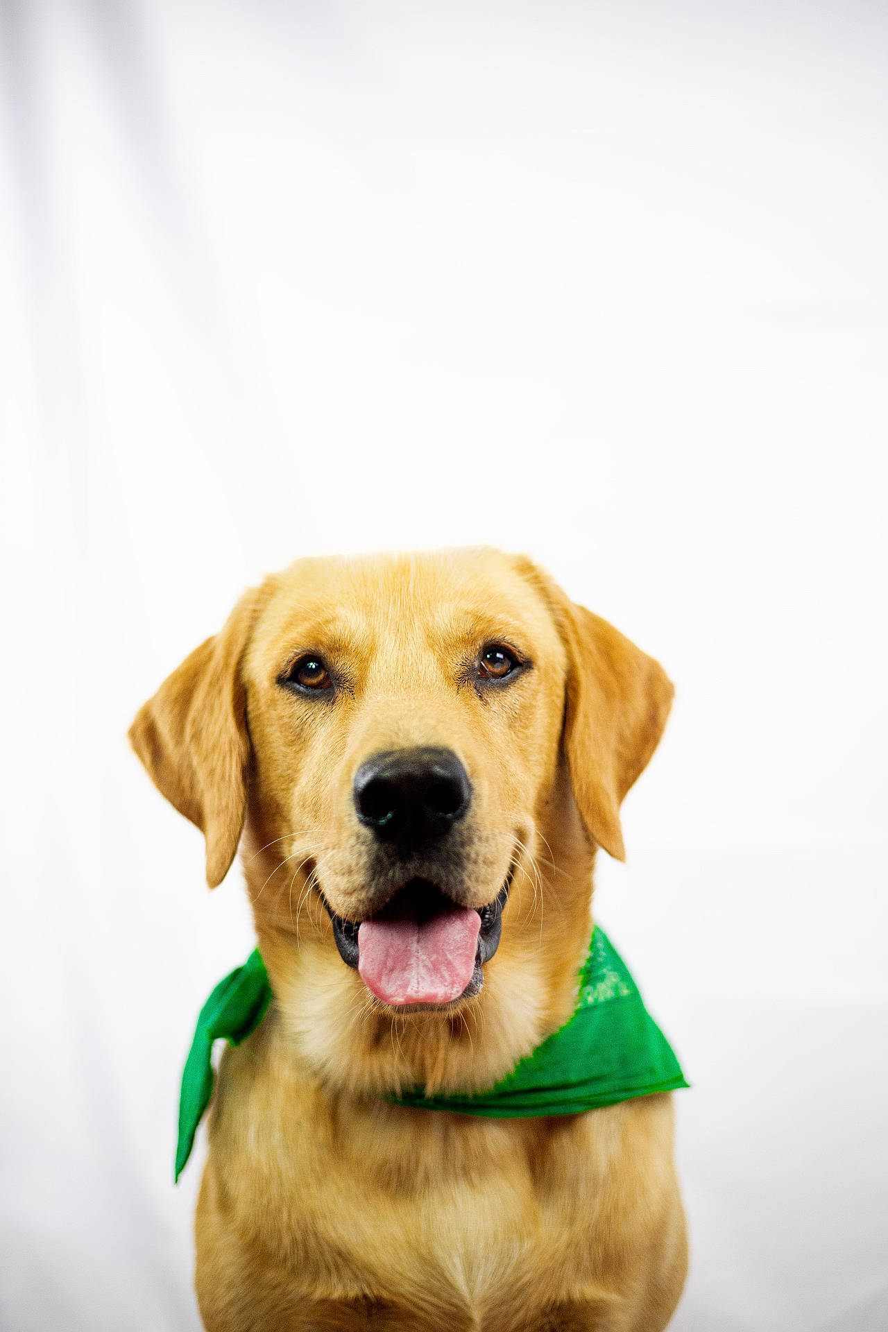 Volf a rejoint le concours — aidez-le/la à gagner de superbes lots ! animal, brown_eyes, canine, close_up, cute, dog, domestic_animal, friendly, fur, golden_retriever, green_bandana, happy, looking_at_camera, mammal, pet, portrait, studio, tongue_out, well_groomed, white_background