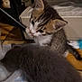 kitten, cat, tabby, gray_cat, indoor, pet, animal, cute, furry, young, drinking, bowl, curious, playful, closeup, domestic, friendship, companions, floor, resting