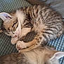 kitten, cat, sleeping, fur, tabby, striped, paw, ears, blanket, blue, cozy, cute, pet, animal, resting, closeup, domestic, feline, two_kittens, companion
