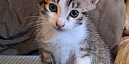 Anaya a rejoint le concours — aidez-le/la à gagner de superbes lots ! kitten, cat, pet, animal, feline, cute, young, small, fur, whiskers, ears, eyes, indoor, soft, texture, sitting, head_tilt, curious, domestic, closeup