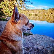 Balder a rejoint le concours — aidez-le/la à gagner de superbes lots ! dog, outdoor, lake, water, sky, nature, animal, canine, reflection, tree, rock, landscape, grass, calm, peaceful, side_view, brown_dog, sunlight, daytime, scenery
