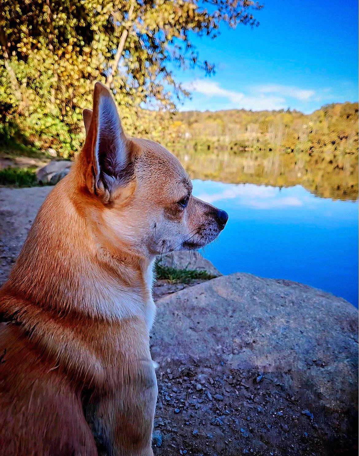Balder a rejoint le concours — aidez-le/la à gagner de superbes lots ! dog, outdoor, lake, water, sky, nature, animal, canine, reflection, tree, rock, landscape, grass, calm, peaceful, side_view, brown_dog, sunlight, daytime, scenery