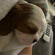 Rosie joined the competition — help win amazing prizes! animal, blanket, brown, close_up, comfort, couch, cozy, cute, dog, face, fur, indoor, pet, puppy, relaxation, remote_control, resting, sleeping, soft, white