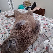 Smokey joined the competition — help win amazing prizes! animal, bed, cat, cozy, curious, cute, domestic_cat, floral_bedspread, fur, furniture, gray_cat, home, indoor, lying_down, paws_up, pet_toys, relaxed, sleepy, tail, whiskers