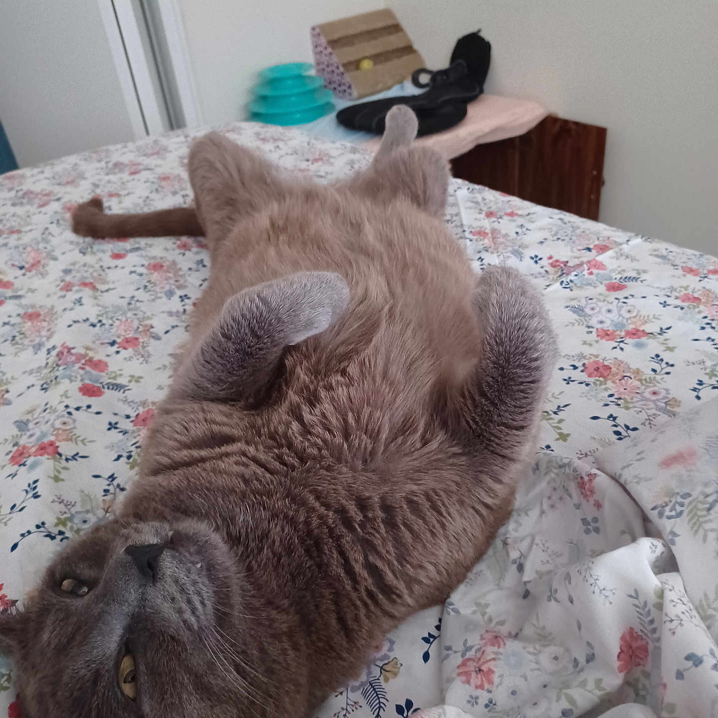 Smokey joined the competition — help win amazing prizes! animal, bed, cat, cozy, curious, cute, domestic_cat, floral_bedspread, fur, furniture, gray_cat, home, indoor, lying_down, paws_up, pet_toys, relaxed, sleepy, tail, whiskers