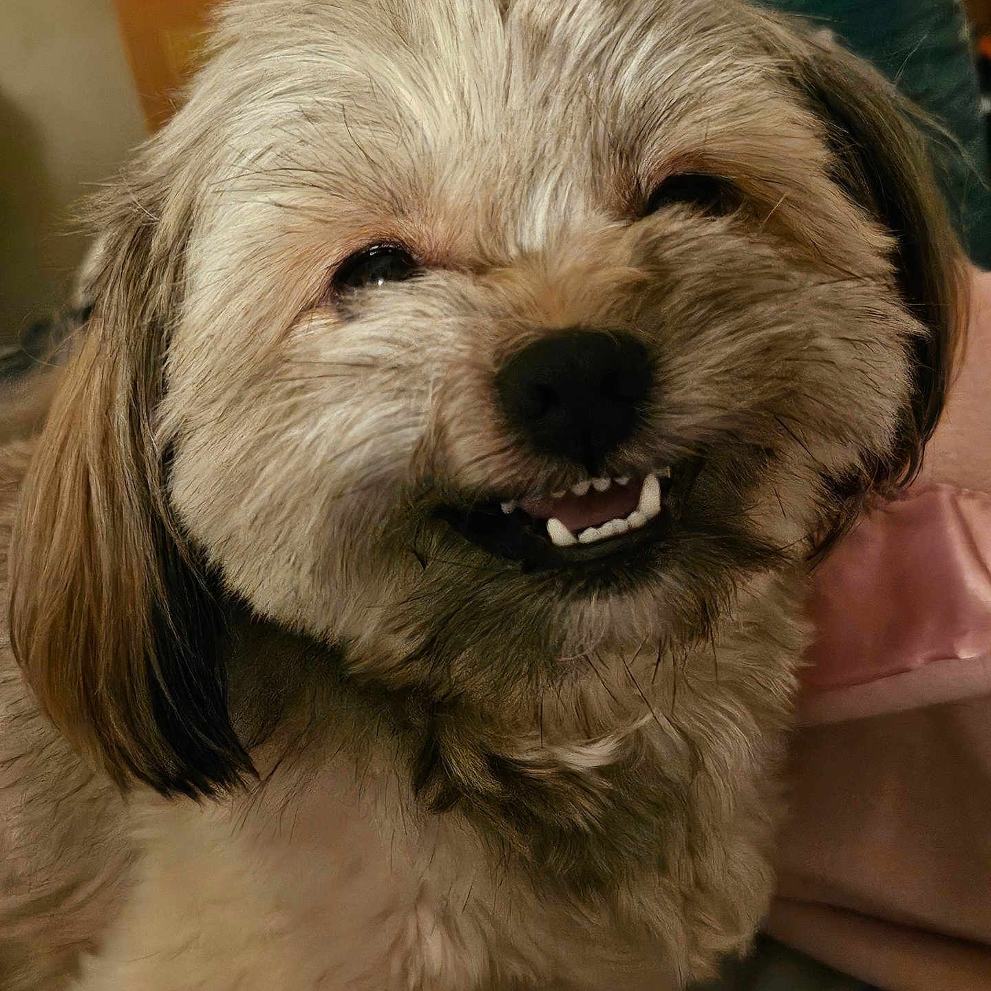 Scottie joined the competition — help win amazing prizes! dog, smiling, close_up, fluffy, indoor, pet, cute, happy, canine, fur, teeth, face, animal, companion, domestic, friendly, portrait, cute_pet, mammal, adorable