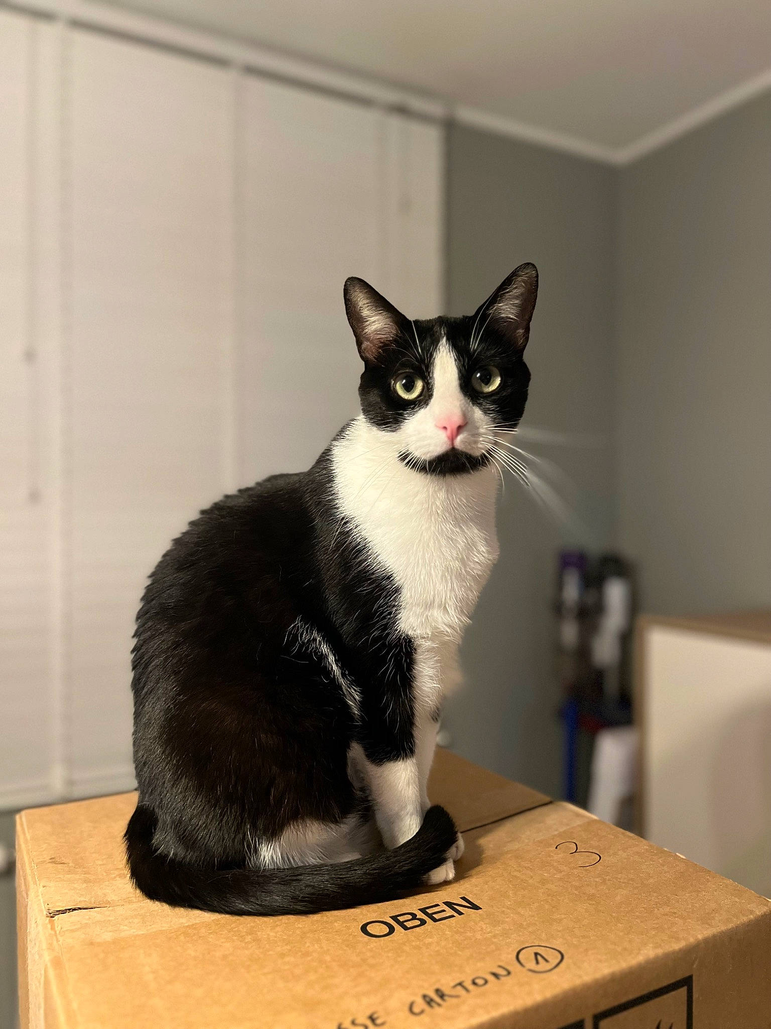 Tarzan participe au concours pour gagner de l'argent avec cette photo : box, carnivore, cat, domestic_short_haired_cat, felidae, formal_wear, fur, grey, packaging_and_labeling, pet_supply, sitting, small_to_medium_sized_cats, snout, tail, whiskers