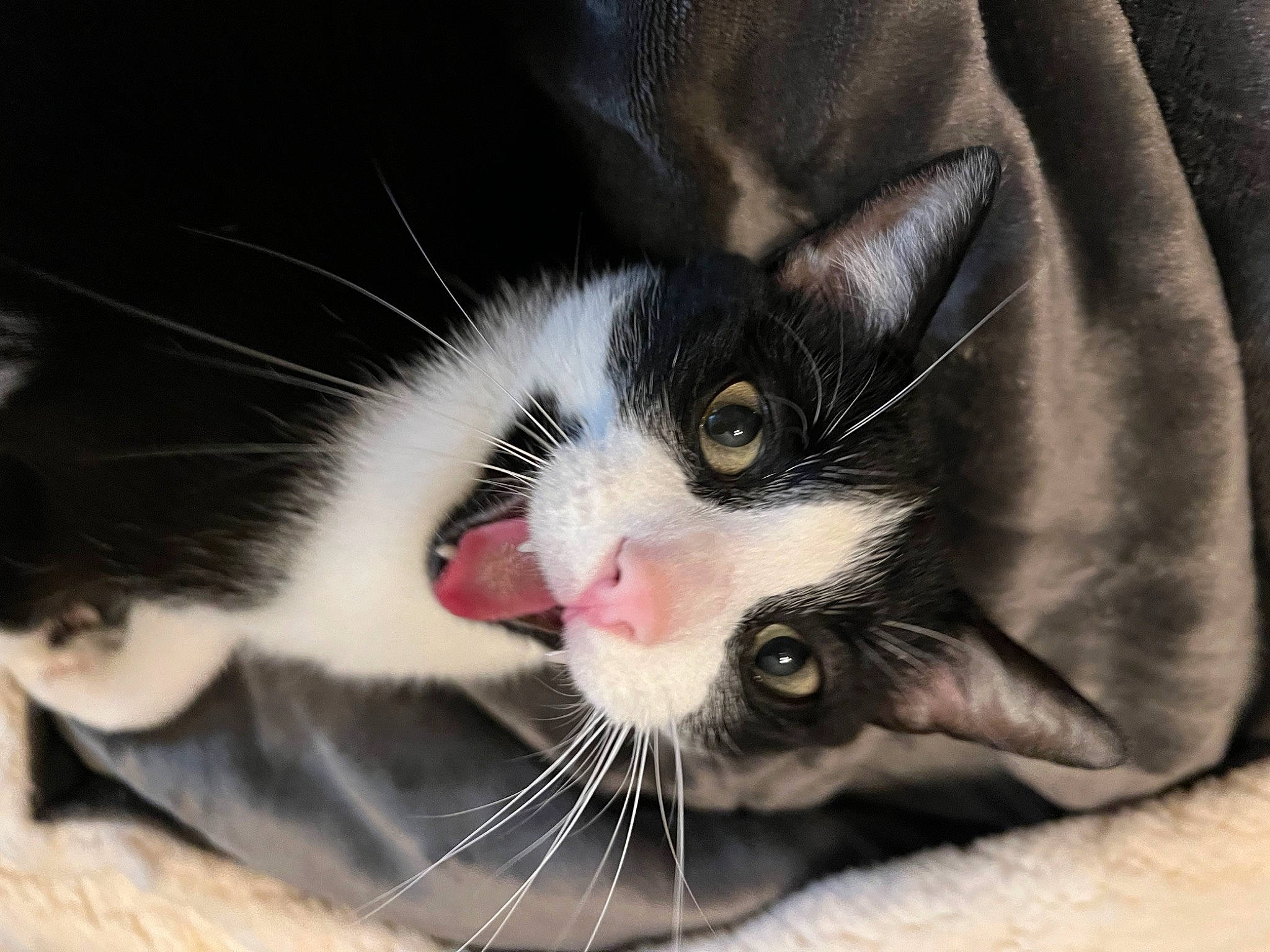 Tarzan a rejoint le concours — aidez-le/la à gagner de superbes lots ! carnivore, cat, claw, close_up, comfort, domestic_short_haired_cat, felidae, fur, mammal, nose, paw, small_to_medium_sized_cats, snout, vertebrate, whiskers