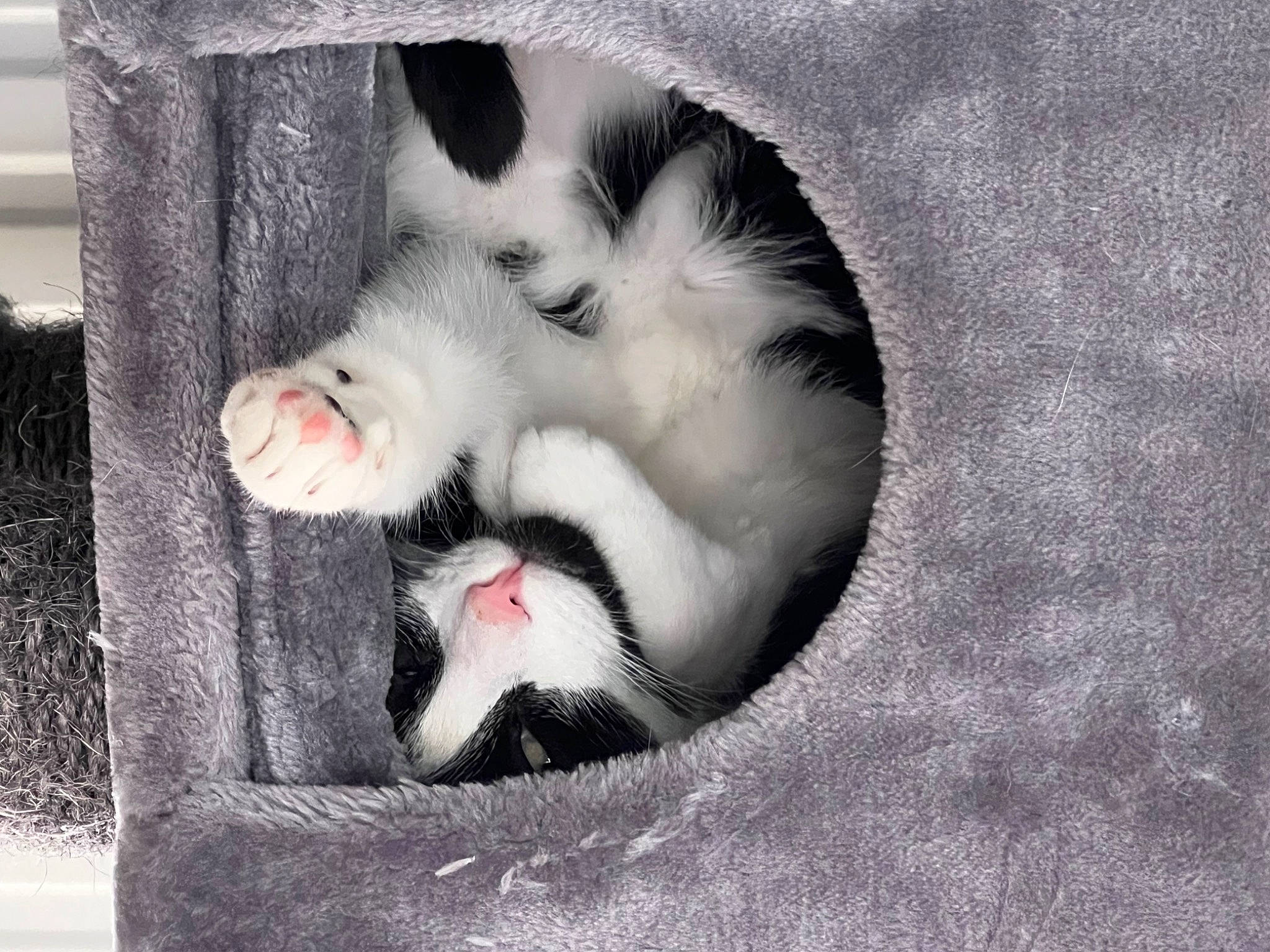 Tarzan participe au concours pour gagner de l'argent avec cette photo : canidae, carnivore, cat, claw, dog_breed, domestic_short_haired_cat, eyelash, fang, felidae, foot, fur, grey, monochrome_photography, paw, small_to_medium_sized_cats, snout, sporting_group, tail, whiskers, yawn