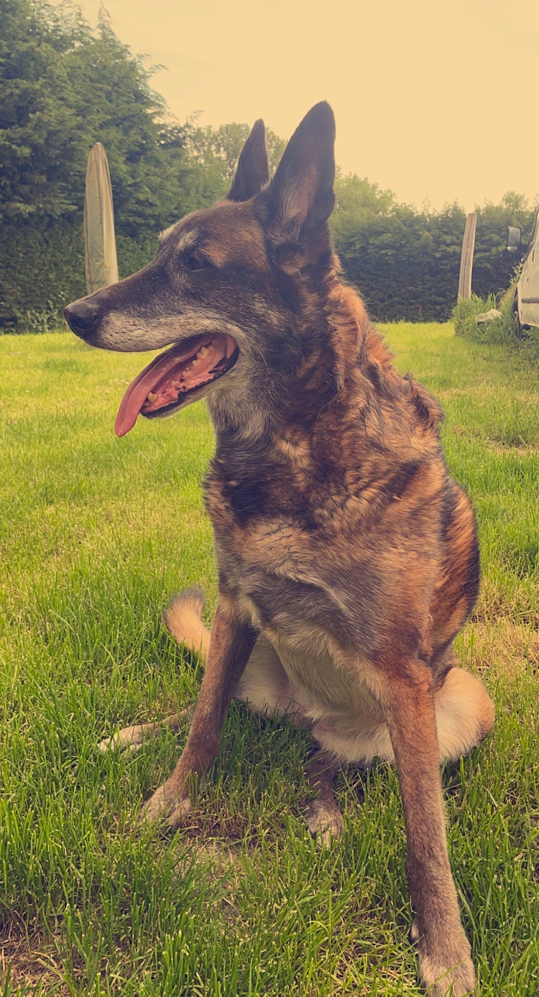 Indra a rejoint le concours — aidez-le/la à gagner de superbes lots ! australian_cattle_dog, canidae, carnivore, companion_dog, dog, dog_breed, fang, german_shepherd_dog, grass, guard_dog, happy, herding_dog, jaw, plant, snout, sporting_group, tail, whiskers, working_animal, working_dog