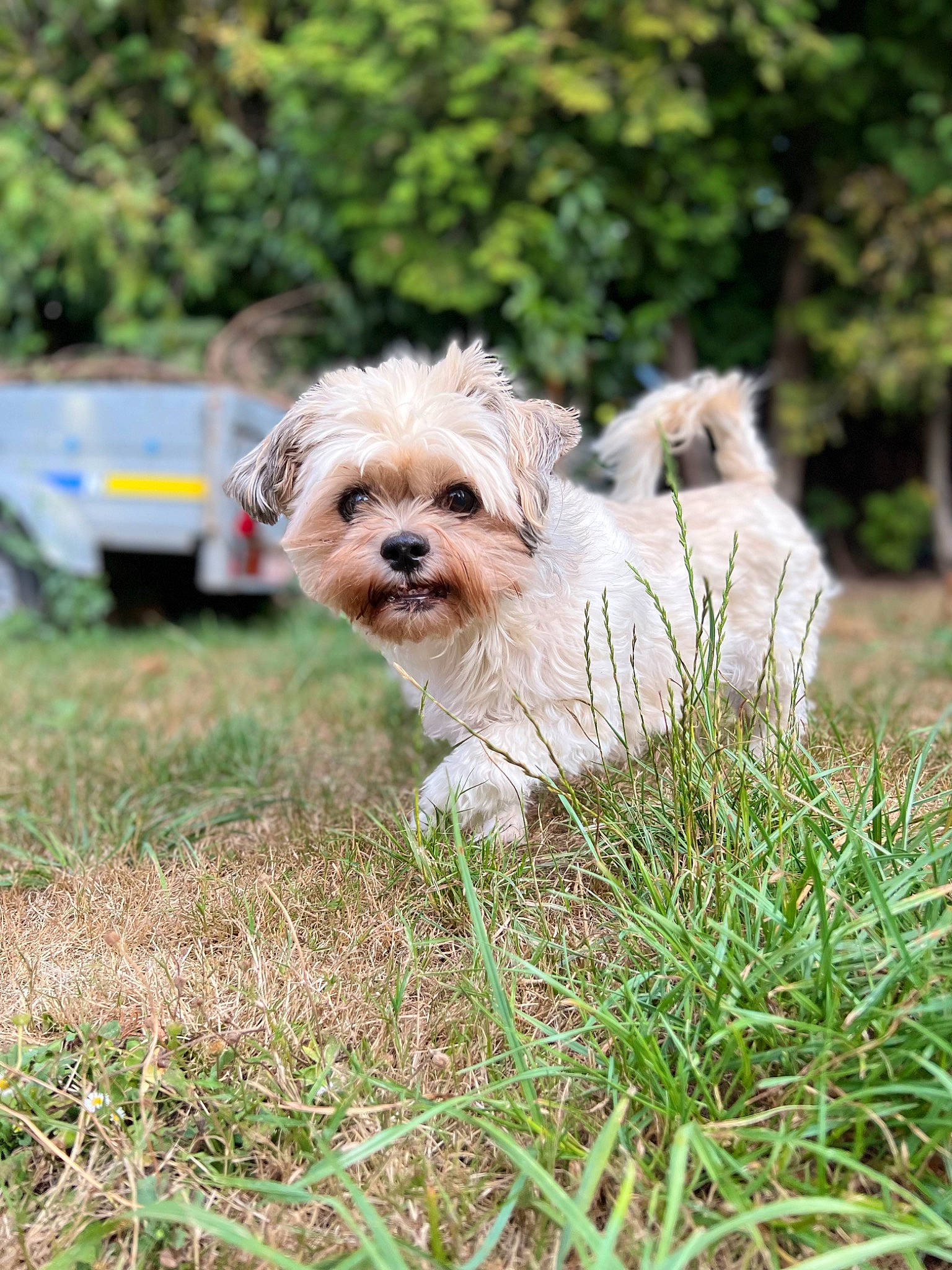 Ponpon a rejoint le concours — aidez-le/la à gagner de superbes lots ! canidae, carnivore, companion_dog, dog, dog_breed, dog_collar, dog_supply, fur, grass, mal_shi, maltepoo, plant, shih_poo, shih_tzu, small_terrier, snout, sporting_group, terrier, toy_dog, working_animal