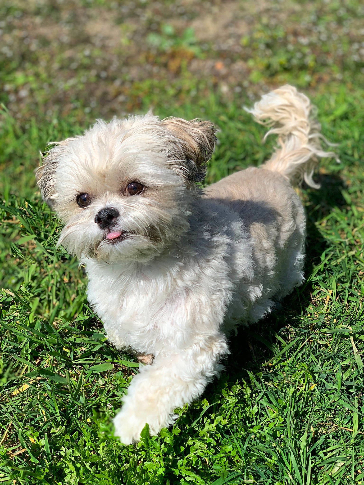 Ponpon participe au concours pour gagner de l'argent avec cette photo : canidae, carnivore, cockapoo, companion_dog, dog, dog_breed, dog_supply, grass, mal_shi, maltepoo, pekapoo, plant, poodle_crossbreed, shih_poo, shih_tzu, small_terrier, snout, sporting_group, terrier, toy_dog