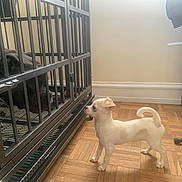 Zoey is registered to the contest to win money with this photo: dog, crate, puppy, cage, floor, parquet, indoor, pet, animal, white_dog, black_dog, curious, wood, room, furniture, interaction, small_dog, large_dog, resting, quiet