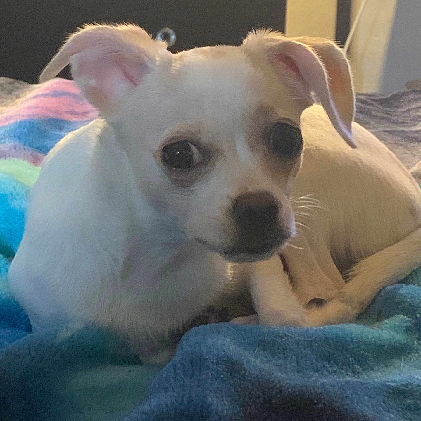 Zoey is registered to the contest to win money with this photo: animal, bed, blanket, companion, cozy, curious, cute, cute_pet, dog, domestic_animal, ears, fur, indoor, looking, lying_down, pet, resting, small_dog, snuggled, white_dog