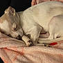 Zoey joined the competition — help win amazing prizes! dog, sleeping, blanket, pink, cozy, small_dog, resting, fur, animal, pet, cute, indoor, comfort, relaxation, soft_texture, laying_down, domestic_animal, mammal, nap, quiet