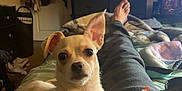 Zoey is registered to the contest to win money with this photo: dog, small_dog, lap, bedroom, blanket, person, legs, dresser, furniture, television, treat, relaxed, pet, indoor, cozy, ear, fur, light, home, resting