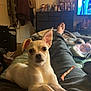 dog, small_dog, lap, bedroom, blanket, person, legs, dresser, furniture, television, treat, relaxed, pet, indoor, cozy, ear, fur, light, home, resting