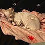 Zoey is registered to the contest to win money with this photo: dog, sleeping, blanket, pink, hearts, cute, small_dog, resting, cozy, fur, paw, indoor, black_background, tufted, button, peaceful, nap, animal, pet, cute_animal