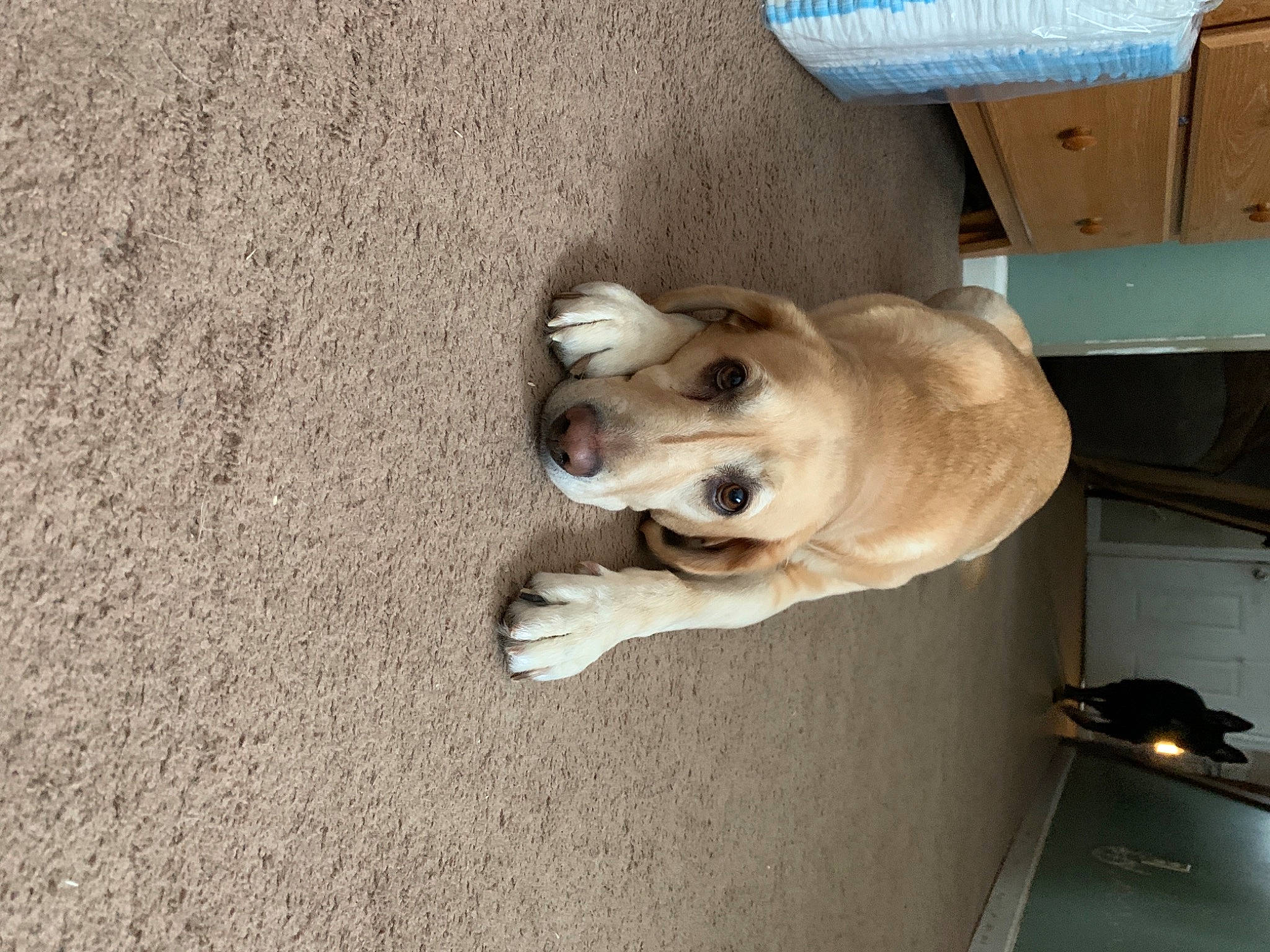 Belle joined the competition — help win amazing prizes! ball, box, canidae, carnivore, companion_dog, dog, dog_breed, dog_collar, dog_supply, fawn, flooring, labrador_retriever, retriever, shipping_box, snout, sporting_group, street_dog, tail, wood, working_animal