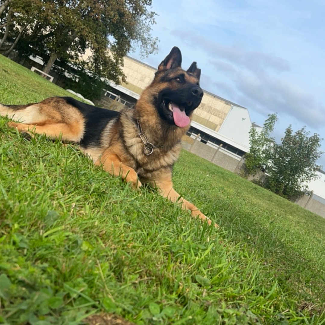 Kãläsh participe au concours pour gagner de l'argent avec cette photo : animal, architecture, backyard, building, canine, dog, field, germanshepherd, grass, grassland, green, lawn, nature, outdoors, pet, plant, policedog, puppy, tree, yard