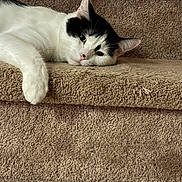 Eevee is registered to the contest to win money with this photo: cat, black_and_white, feline, pet, carpet, staircase, indoor, resting, sleepy, paw, fur, animal, cute, domestic, laying_down, relaxed, whiskers, ears, closeup, house