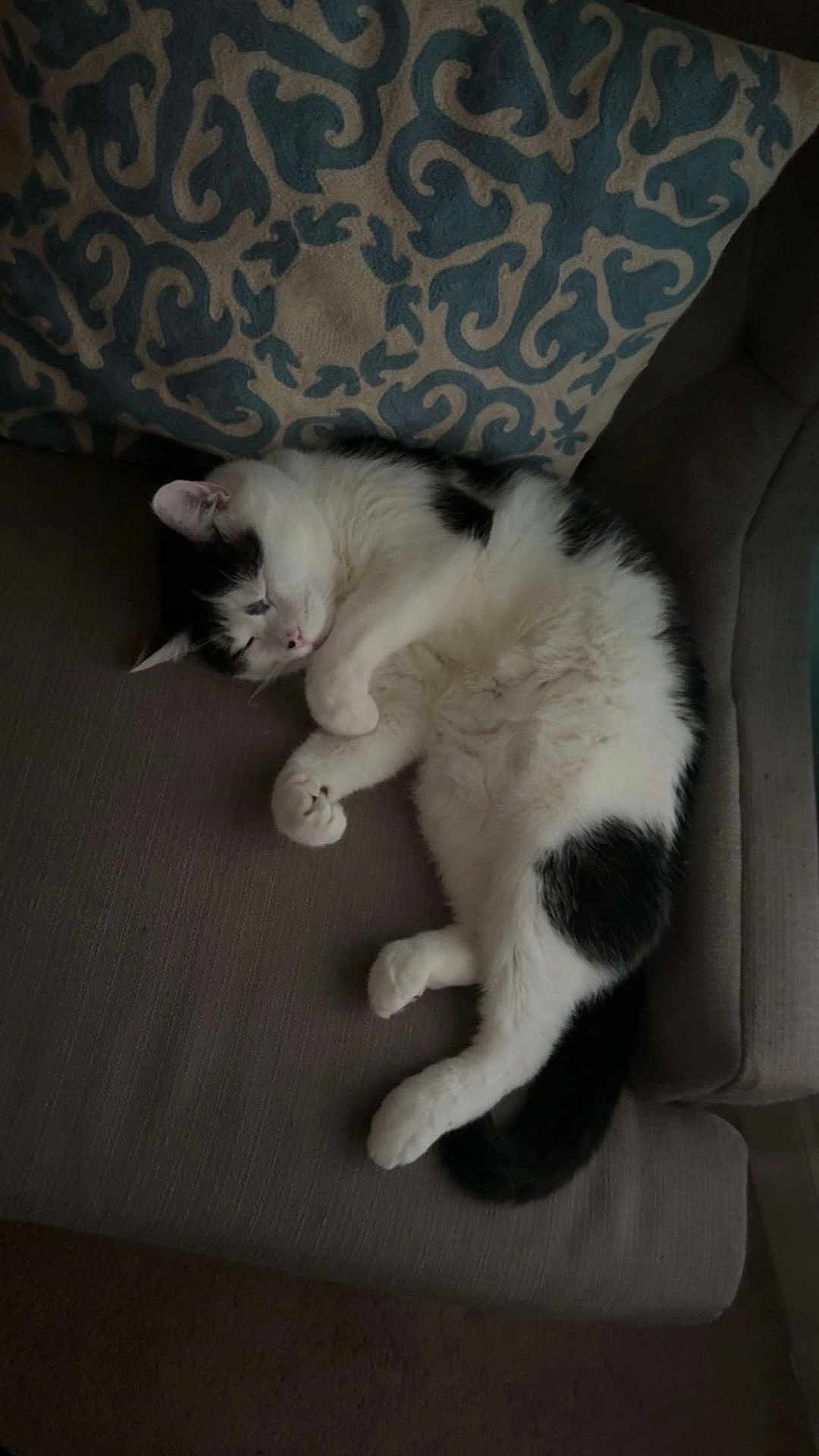 Eevee joined the competition — help win amazing prizes! cat, black_and_white_cat, sleeping, couch, sofa, pillow, indoor, pet, feline, resting, curled_up, cozy, relaxation, fur, whiskers, animal, domestic_animal, cute, mammal, home
