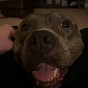 Sky is registered to the contest to win money with this photo: dog, close_up, pet, tongue, teeth, mouth, animal, indoor, dim_lighting, hand, happy, canine, snout, fur, companion, friendship, cute, domestic, animal_face, smile
