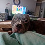 dog, pit_bull, blanket, indoor, living_room, sofa, resting, close_up, pet, canine, brown_dog, soft_texture, cozy, house, comfort, relaxed, animal, face, snout, eyes