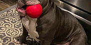 Sky joined the competition — help win amazing prizes! dog, playful, red_ball, indoor, kitchen, gray_dog, white_paws, carpet, pet, animal, cute, sitting, tongue_out, ears_up, looking_up, floor, appliance, domestic, companion, friendly