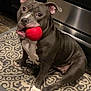dog, playful, red_ball, indoor, kitchen, gray_dog, white_paws, carpet, pet, animal, cute, sitting, tongue_out, ears_up, looking_up, floor, appliance, domestic, companion, friendly