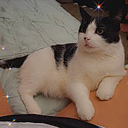 Kitty is registered to the contest to win money with this photo: cat, black_and_white, indoor, bed, blanket, person, lap, resting, curious, pet, feline, cozy, soft_lighting, comfort, animal, relaxing, domestic, cute, sparkles, night